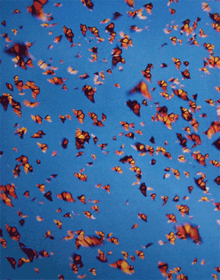 GIF animado (8425) Mariposas monarcas volando