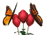GIF animado (8438) Mariposas sobre tulipanes