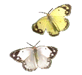 GIF animado (8403) Mariposas volando