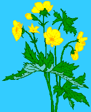 GIF animado (8464) Mariquita en una planta