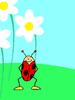 GIF animado (8476) Mariquita volando