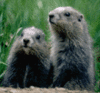GIF animado (1980) Marmotas romanticas