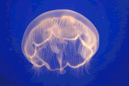 GIF animado (6146) Medusa