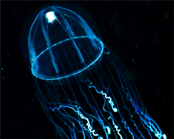 GIF animado (6148) Medusa