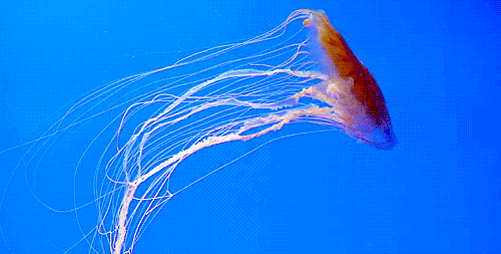 GIF animado (6150) Medusa agua