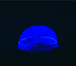 GIF animado (6152) Medusa azul