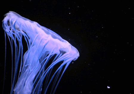 GIF animado (6155) Medusa brillante