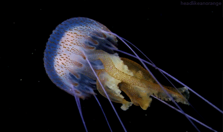 GIF animado (6169) Medusa nadando
