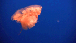 GIF animado (6171) Medusa naranja