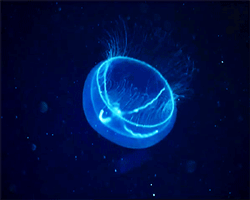 GIF animado (6172) Medusa negro