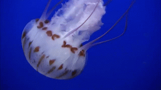 GIF animado (6174) Medusa rayas