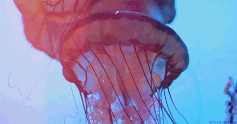 GIF animado (6175) Medusa roja