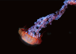 GIF animado (6180) Medusa tentaculos