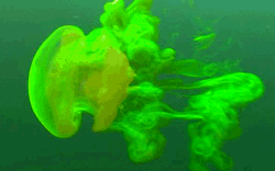 GIF animado (6181) Medusa transparente