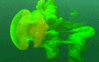 GIF animado (6181) Medusa transparente