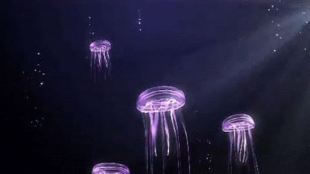 GIF animado (6184) Medusas