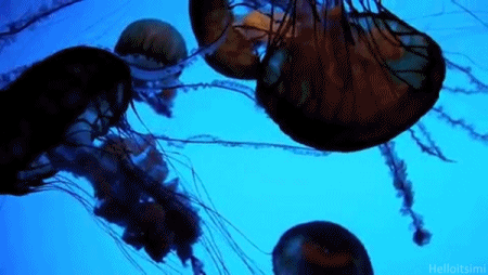 GIF animado (6185) Medusas