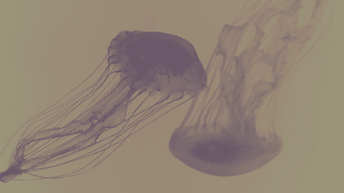 GIF animado (6186) Medusas