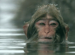 GIF animado (9697) Mono agua