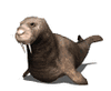 GIF animado (6194) Morsa andando