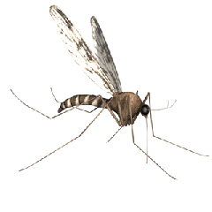 GIF animado (8508) Mosquito
