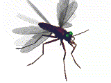 GIF animado (8516) Mosquito