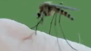 GIF animado (8526) Mosquito comiendo