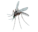 GIF animado (8531) Mosquito girando