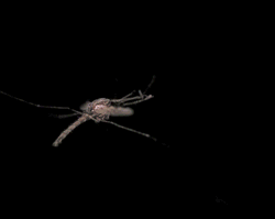 GIF animado (8534) Mosquito laser