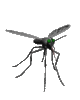 GIF animado (8538) Mosquito ojos verdes