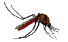GIF animado (8544) Mosquito sangre