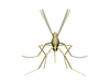 GIF animado (8545) Mosquito volando