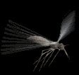 GIF animado (8546) Mosquito volando