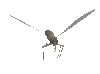GIF animado (8548) Mosquito volando