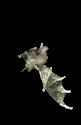 GIF animado (9762) Murcielago volando