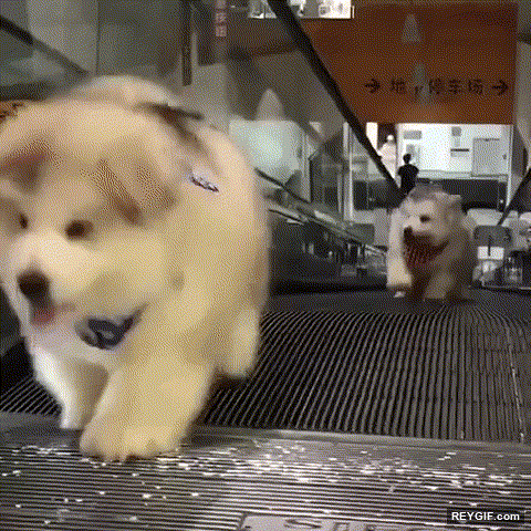 GIF animado (116296) Ojala luchar por las metas en mi vida como lo hace este perro