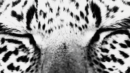 GIF animado (9607) Ojos leopardo nieve
