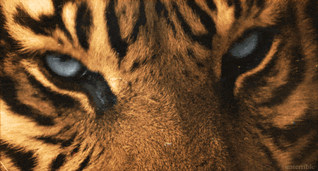 GIF animado (10018) Ojos tigre