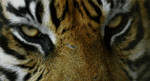GIF animado (10019) Ojos tigre