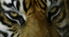 GIF animado (10019) Ojos tigre