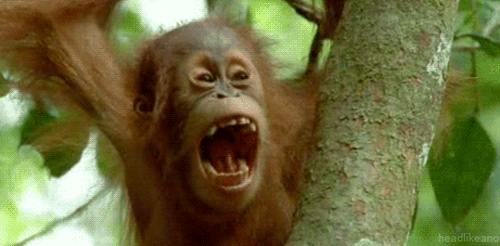 GIF animado (9785) Orangutan