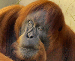 GIF animado (9786) Orangutan