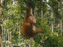 GIF animado (9788) Orangutan