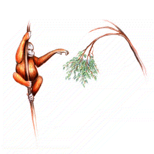 GIF animado (9792) Orangutan arbol