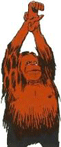 GIF animado (9794) Orangutan bailando