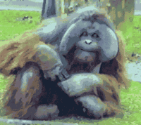 GIF animado (9796) Orangutan comiendo chicle