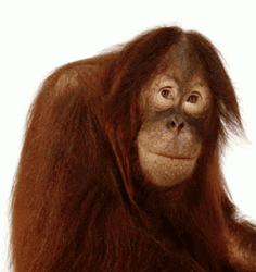 GIF animado (9798) Orangutan divertido