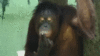GIF animado (9799) Orangutan fumando