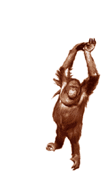 GIF animado (9800) Orangutan globo