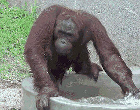 GIF animado (9801) Orangutan jugando agua